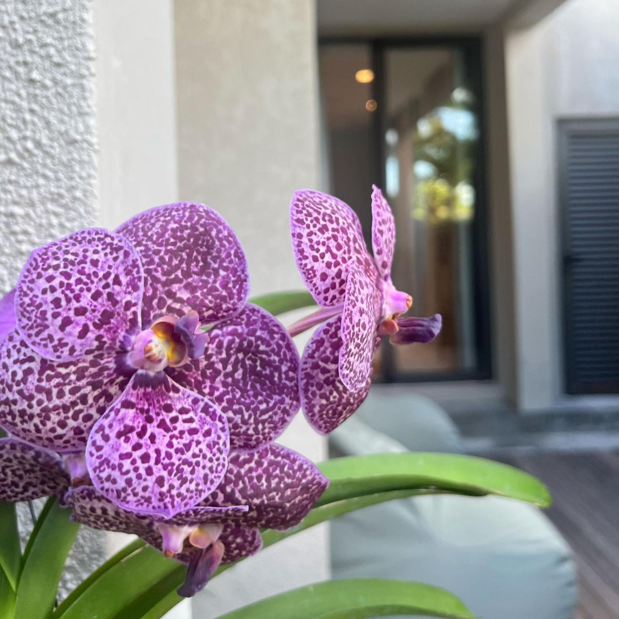 טרו ד'או דוס Blue Ocean Suites & Apartments מראה חיצוני תמונה